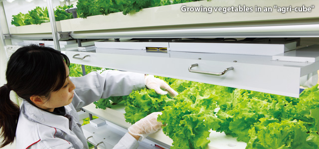 Growing vegetables in an "agri-cube"