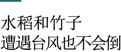 水稻和竹子遭遇台风也不会倒