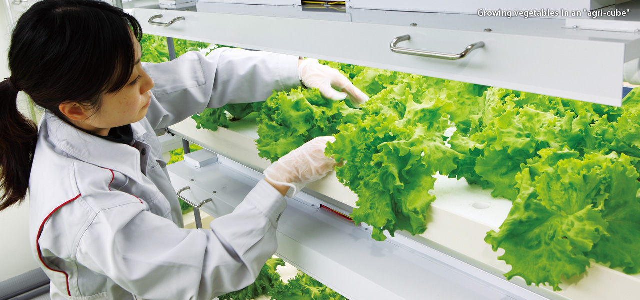 Growing vegetables in an "agri-cube"