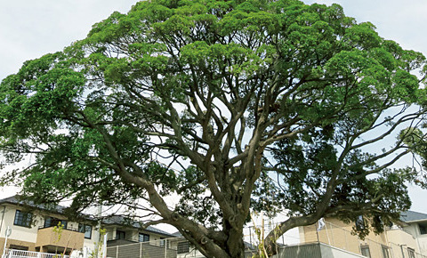 Green new town development respecting biodiversity