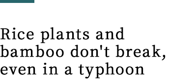 Rice plants and bamboo don't break, even in a typhoon